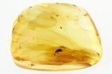 Fossil Ant-Like Stone Beetle (Scydmaeninae) in Baltic Amber #315213-1
